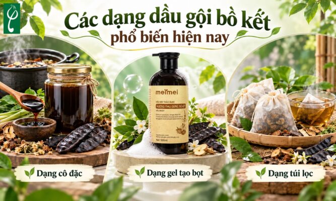 Các dạng dầu gội bồ kết phổ biến hiện nay