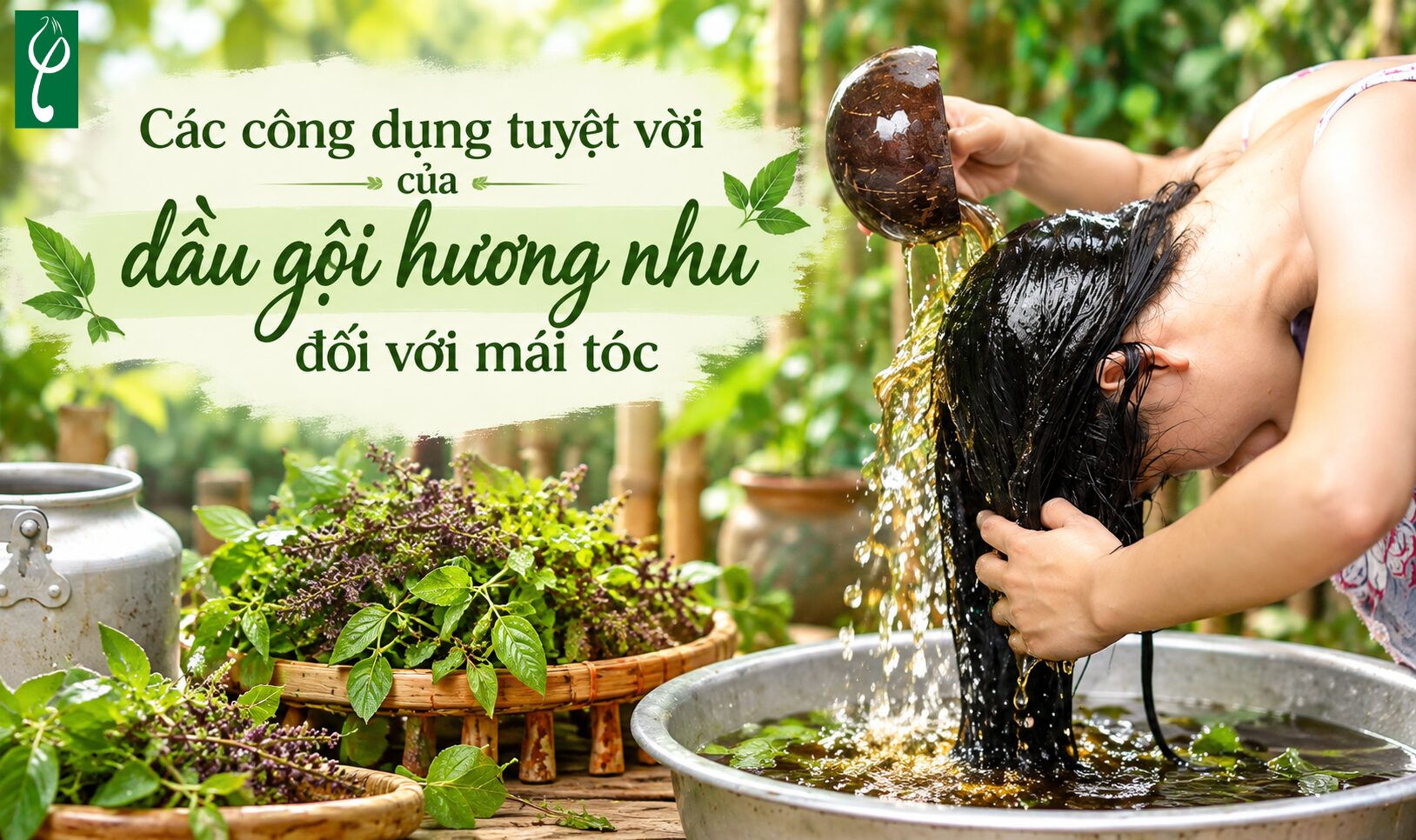 Các công dụng tuyệt vời của dầu gội hương nhu đối với mái tóc