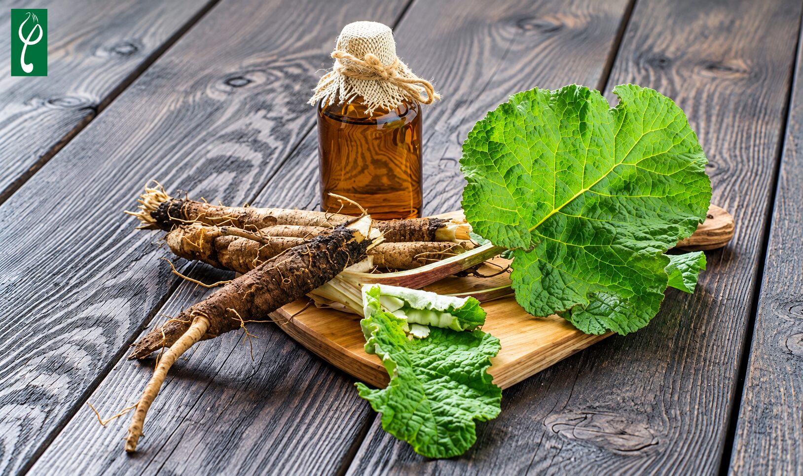Giới thiệu về rễ cây ngưu bàng và công dụng trong chăm sóc da